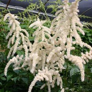 Astilbe arendsii Bridal Veil