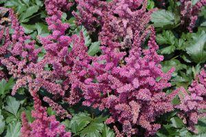 Astilbe chinensis Visions