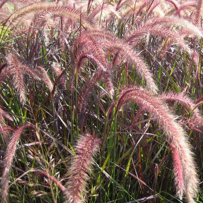 Pennisetum setaceum Rubrum