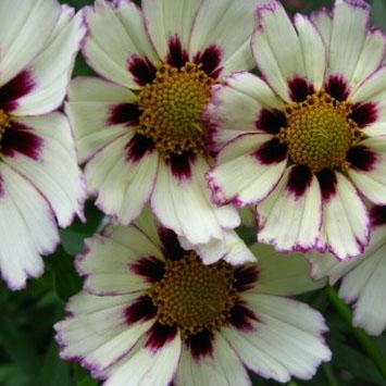 Coreopsis Big Bang Star Cluster