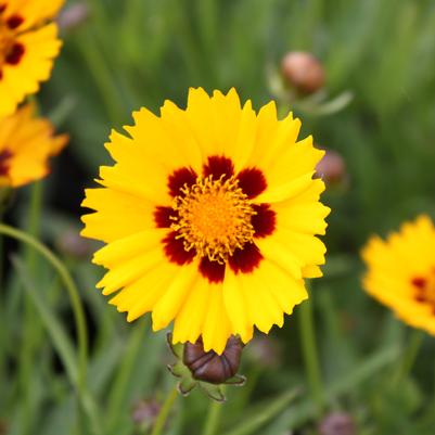 Coreopsis grandiflora Sunfire