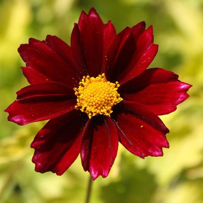 Coreopsis Big Bang Mercury Rising