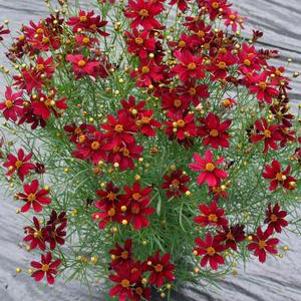 Coreopsis Permathread Red Satin