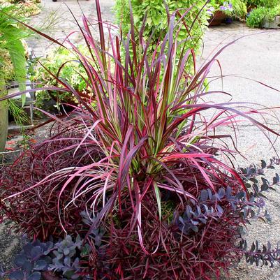 Pennisetum Fireworks