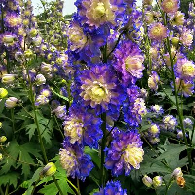 Delphinium Highlander™ Bolero