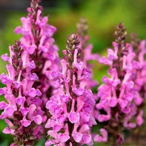 Salvia nemorosa Rose Marvel