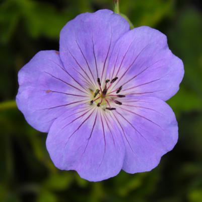 Geranium Rozanne