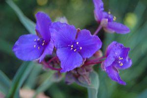 Tradescantia andersoniana Concord Grape