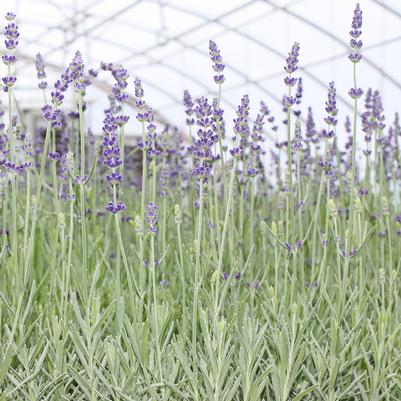 Lavender Munstead