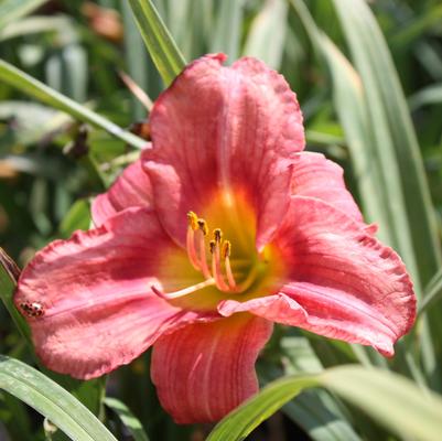 Hemerocallis Rosy Returns