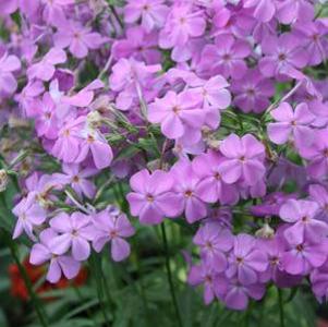 Phlox Forever Pink