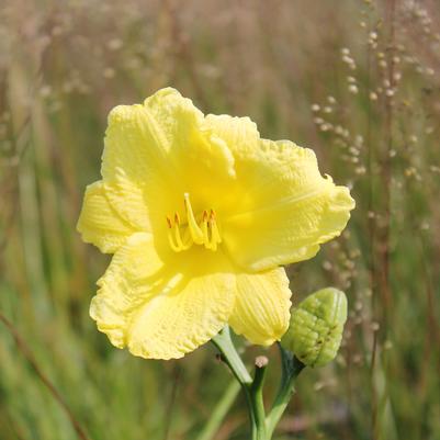 Hemerocallis Happy Returns