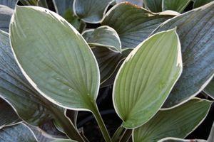 Hosta Francee