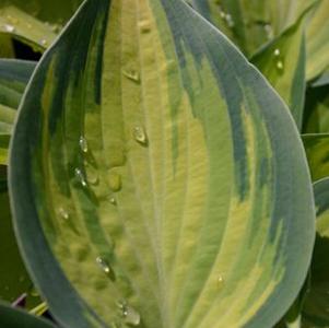 Hosta June