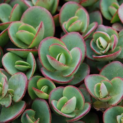 Sedum Sunsparkler® Lime Zinger