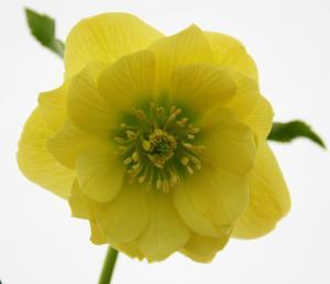 Helleborus Winter Jewels® Golden Lotus