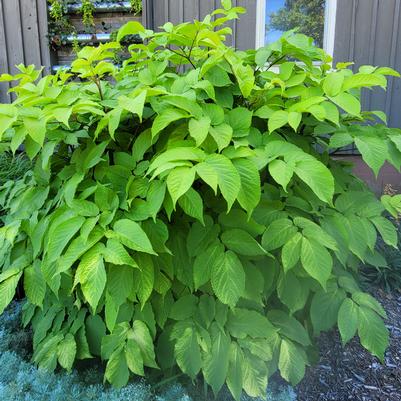 Aralia cordata Sun King