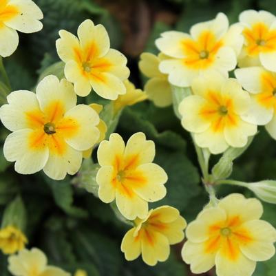 Primula vulgaris 