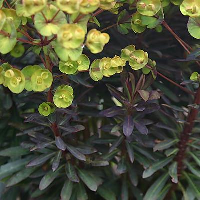 Euphorbia Blackbird