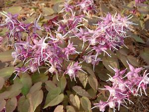 Epimedium grandiflorum Purple Pixie