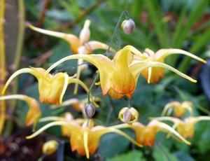 Epimedium Amber Queen