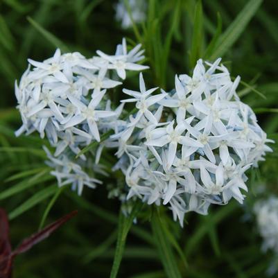 Amsonia Halfway to Arkansas