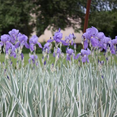 Iris pallida Aureo Variegata