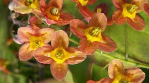 Epimedium warleyense Orange Queen