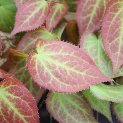 Epimedium rubrum 