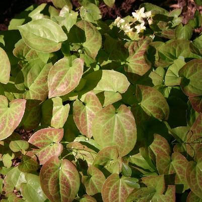 Epimedium versicolor Sulphureum