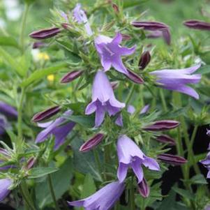 Campanula Viking