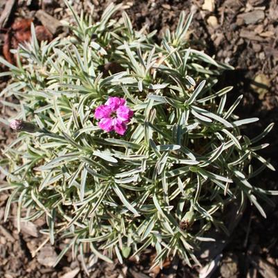 Dianthus Edgehog