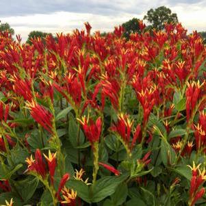 Spigelia marilandica Little Redhead