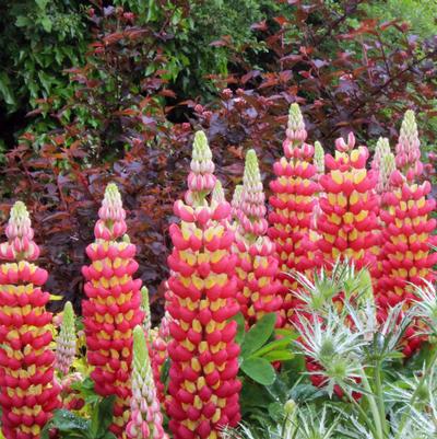 Lupinus polyphyllus Westcountry™ Tequila Flame