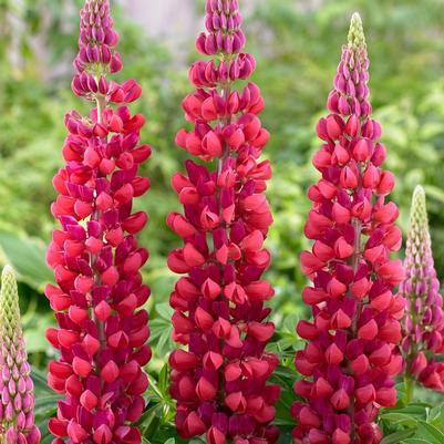 Lupinus Westcountry™ Red Rum