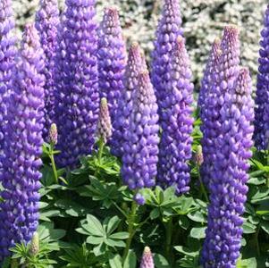 Lupinus Westcountry™ Persian Slipper