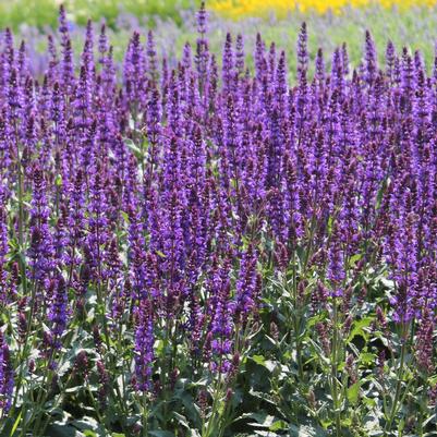 Salvia nemorosa Wesuwe