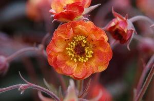 Geum Alabama Slammer