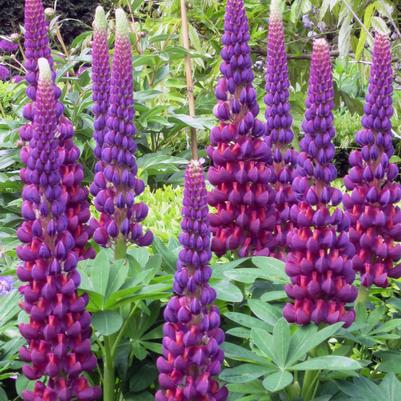 Lupinus Westcountry™ Masterpiece