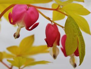 Dicentra spectabilis Gold Heart