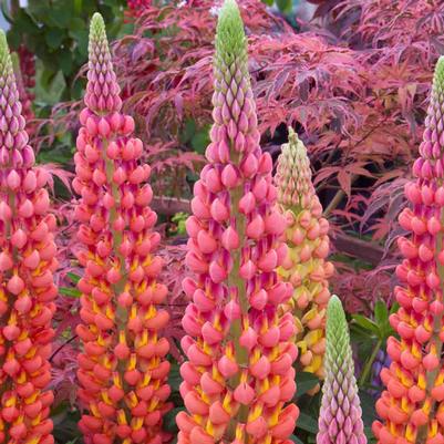 Lupinus Westcountry™ Terracotta