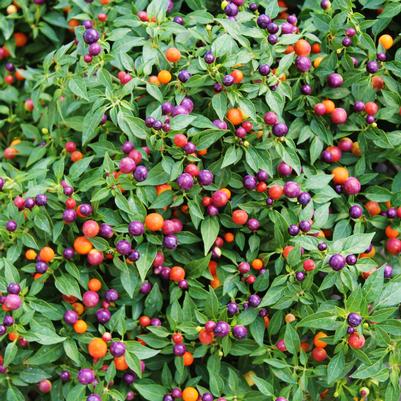 Ornamental Pepper Hot Pops Purple