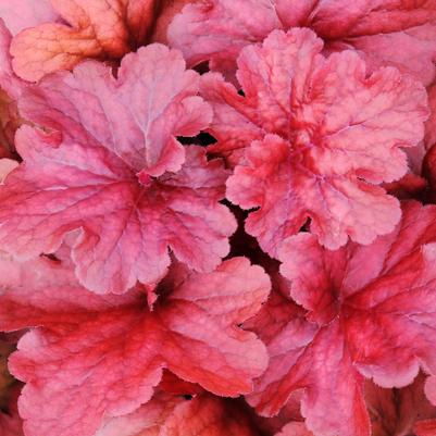 Heuchera Fire Alarm