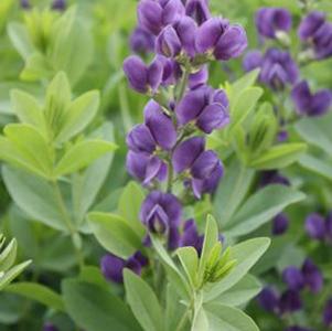 Baptisia Royal Purple