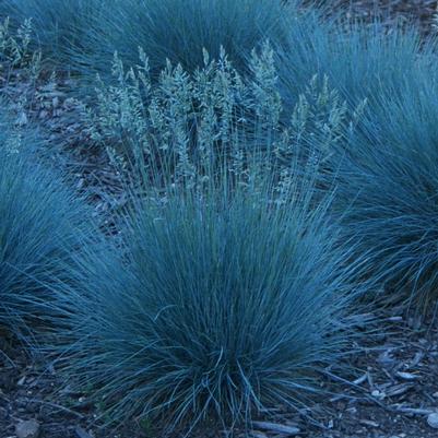 Festuca glauca Elijah Blue