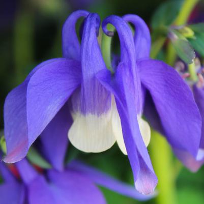 Aquilegia flabellata pumila Mini Star