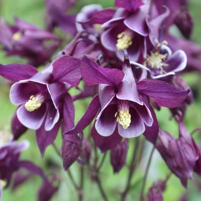 Aquilegia vulgaris Winky Purple & White