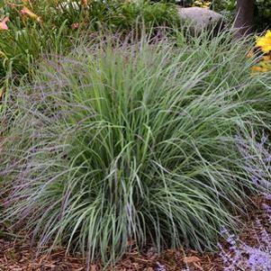 Schizachyrium scoparium Twilight Zone