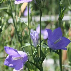 Campanula persicifolia Blue