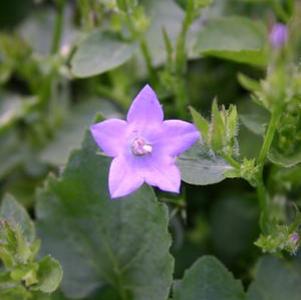 Campanula poscharskyana 
